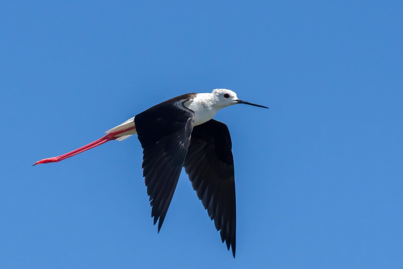 Black-winged Stilt (Himantopus himantopus)