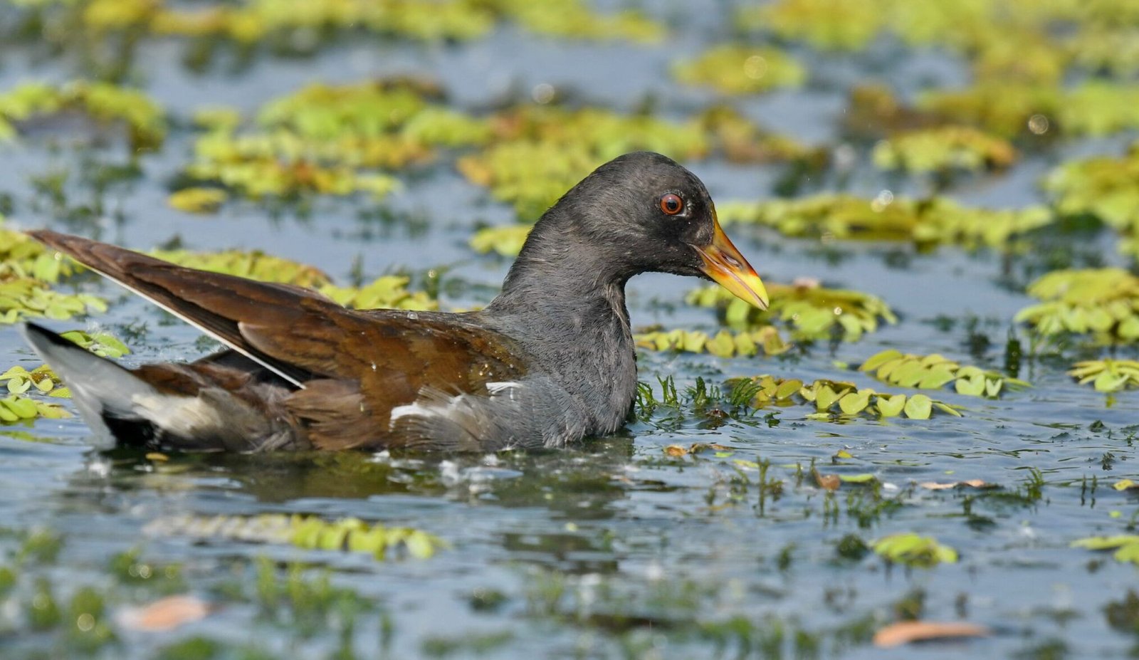 Common Moorhen (Galinulla chloropus)