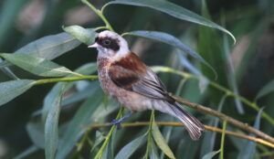 penduline tit