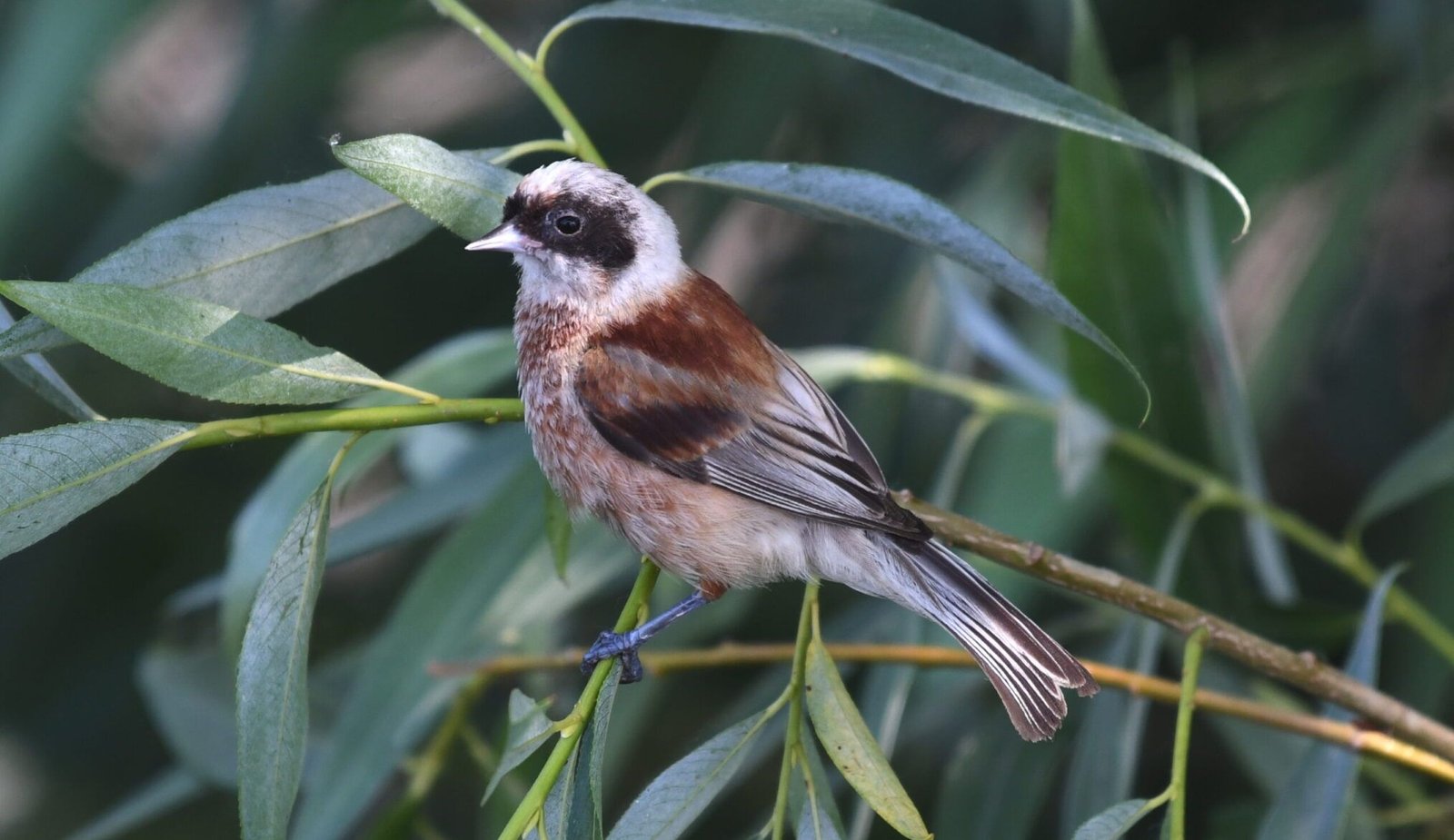 European Penduline Tit (Remiz pendulinus)