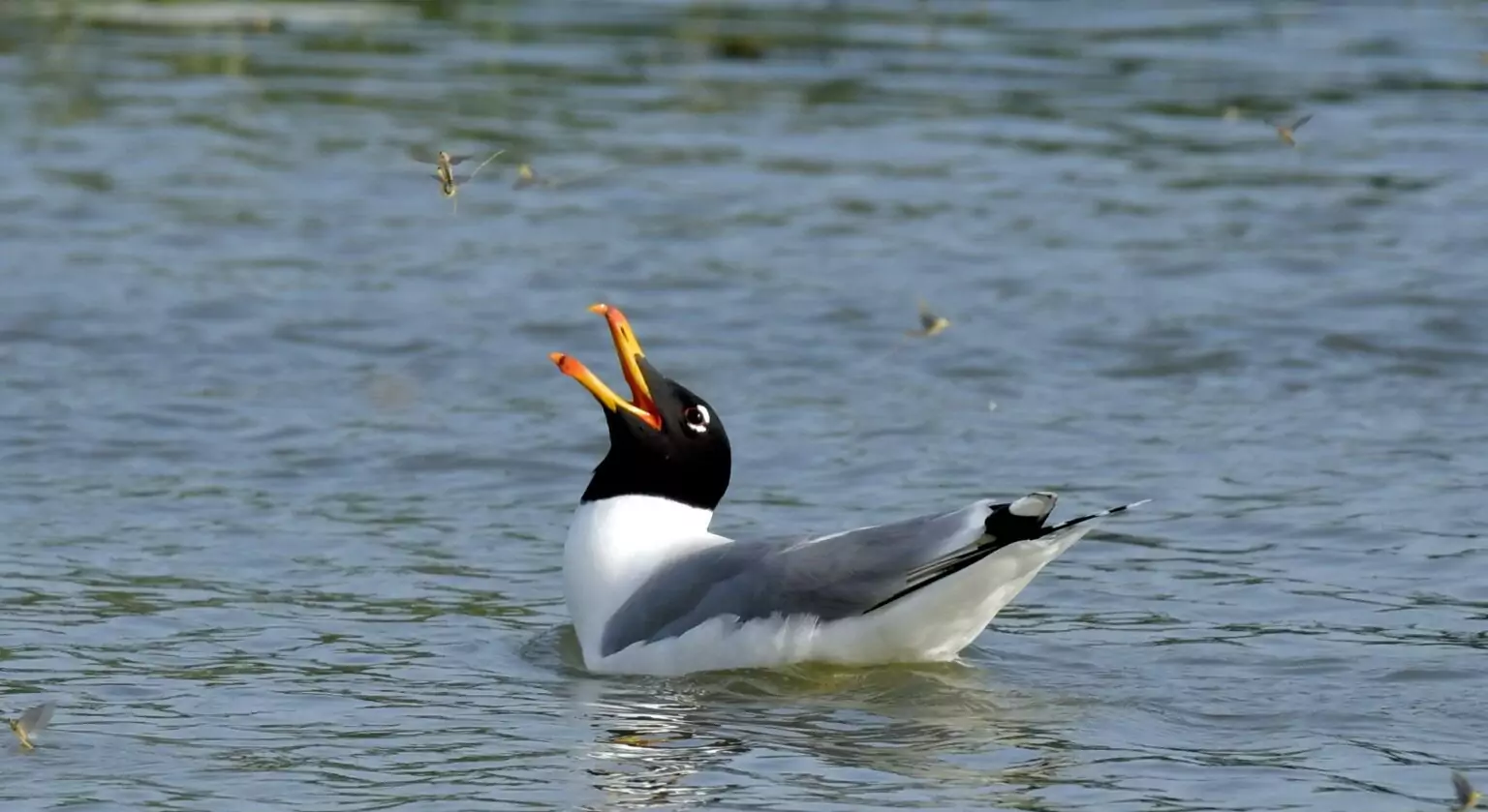 mouette