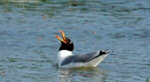 Pallas gull