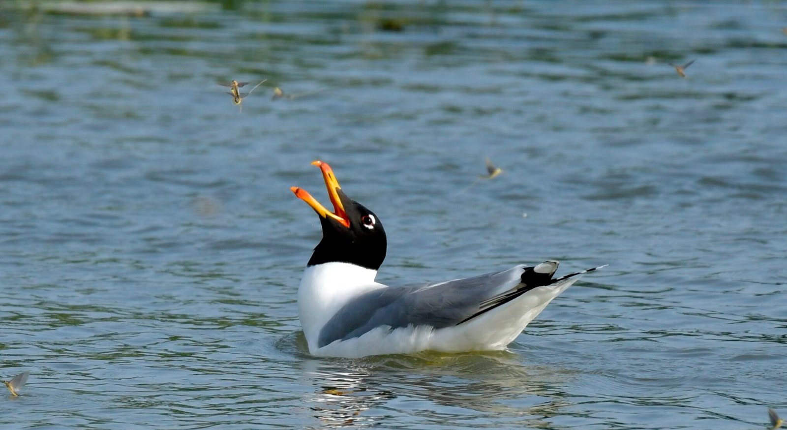 Pallas,s gull (Larus ichthyaetus)