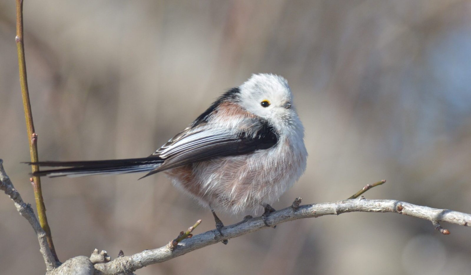 Long-tailed Tit (Aegithalos caudatus)