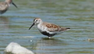 calidris alpina