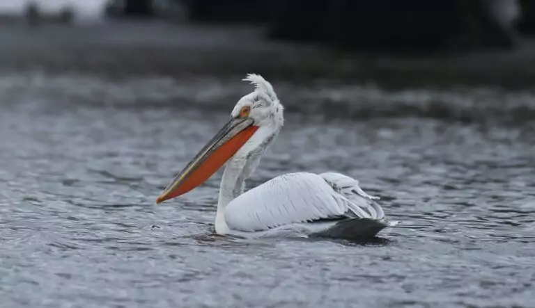 pelican cret