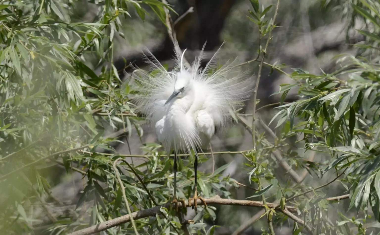 egretta garzetta