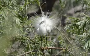 egretta garzetta