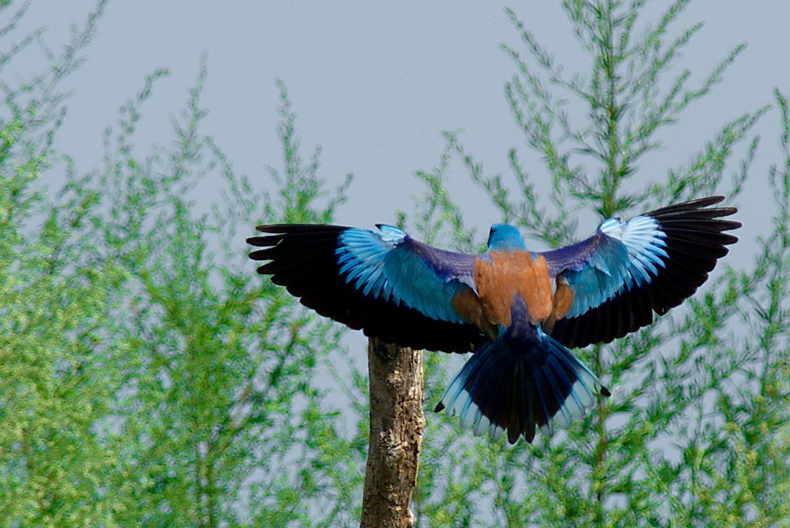 Roller (Coracias garrulus)