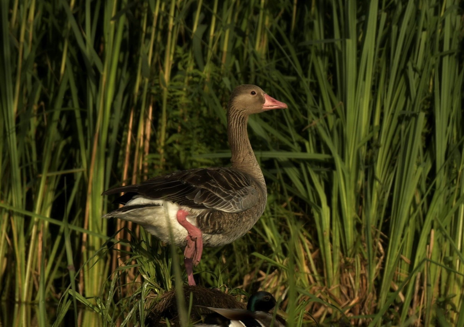 Greylag Goose (Anser anser)