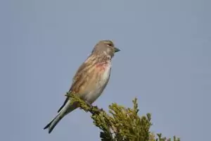 linotte
