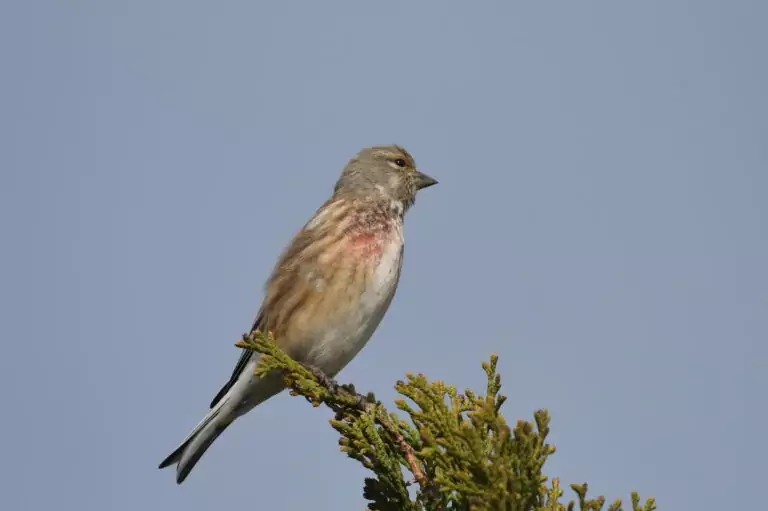 linotte