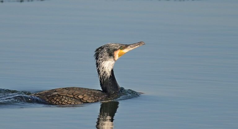 cormoran mare