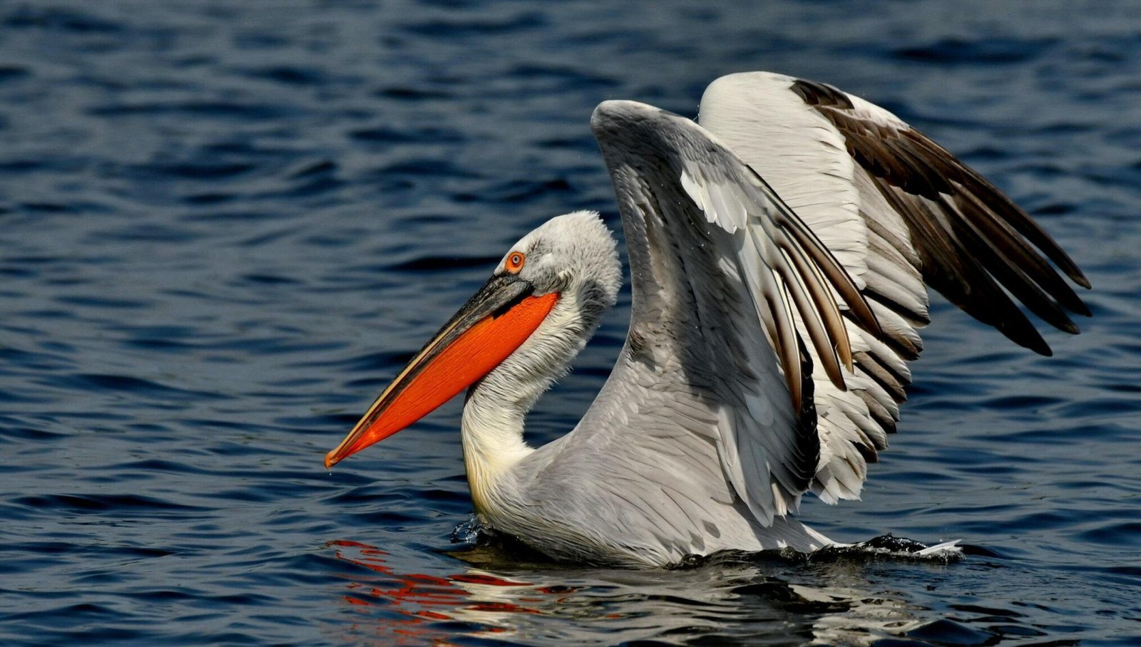 Dalmatian pelican (Pelecanus crispus)