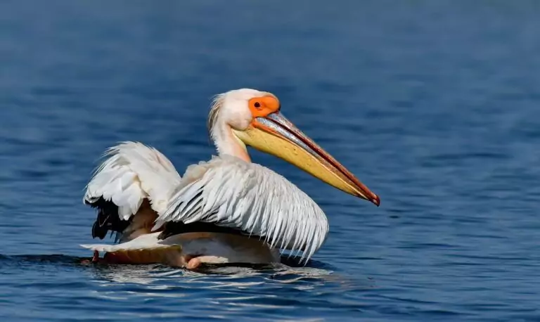 pelican 