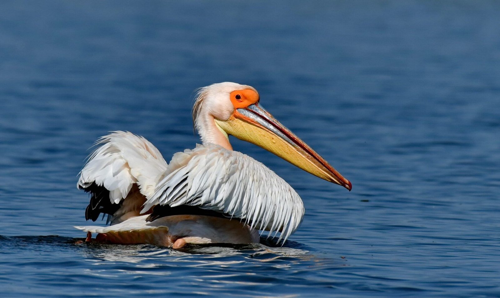 White Pelican (Pelecanus onocrotalus)