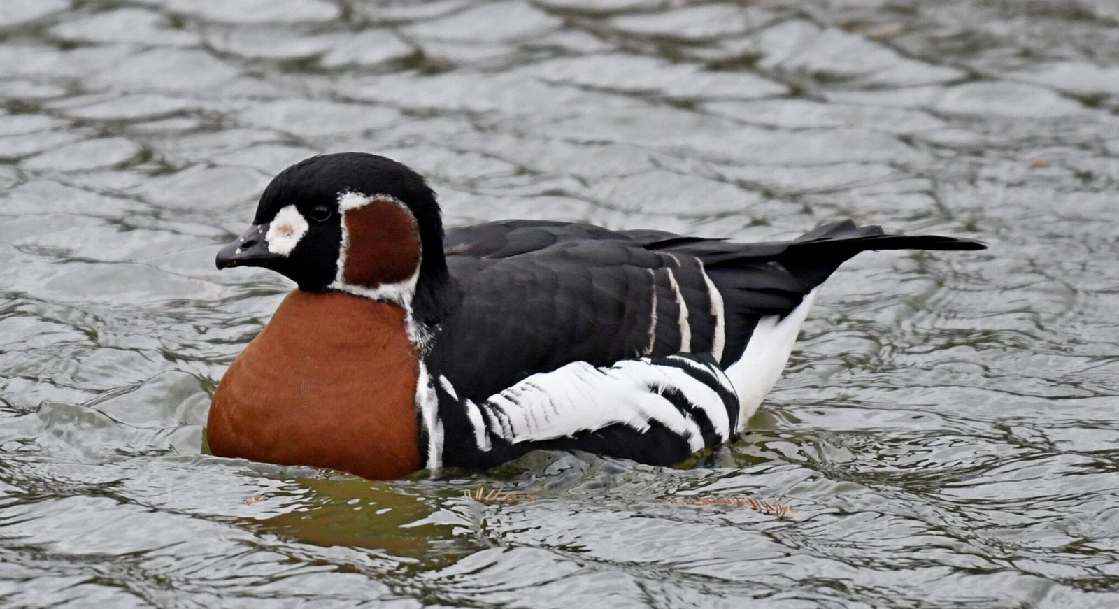 Red breasted goose (Branta rufficollis)