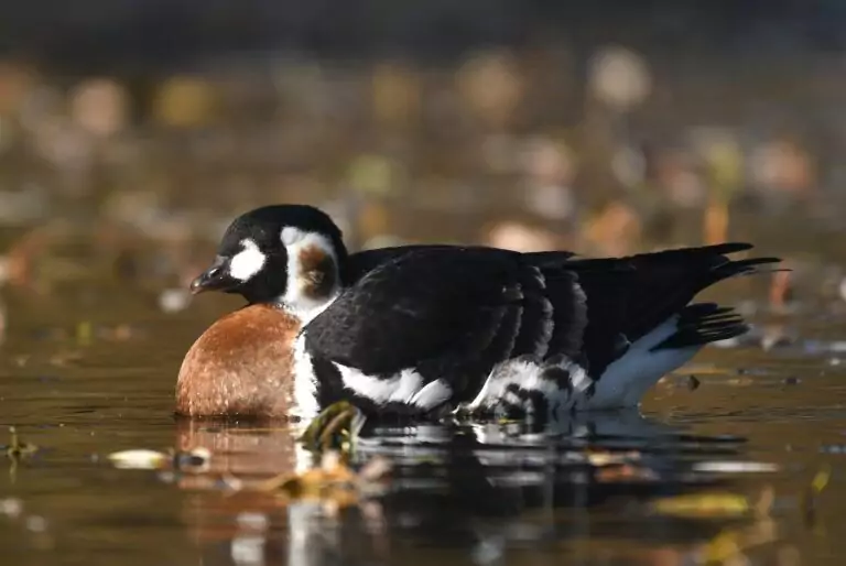 branta ruficollis