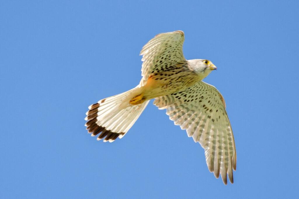 Vanturel Exploring the Common Kestrel: A Widespread Bird of Prey
