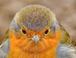 erithacus rubecula