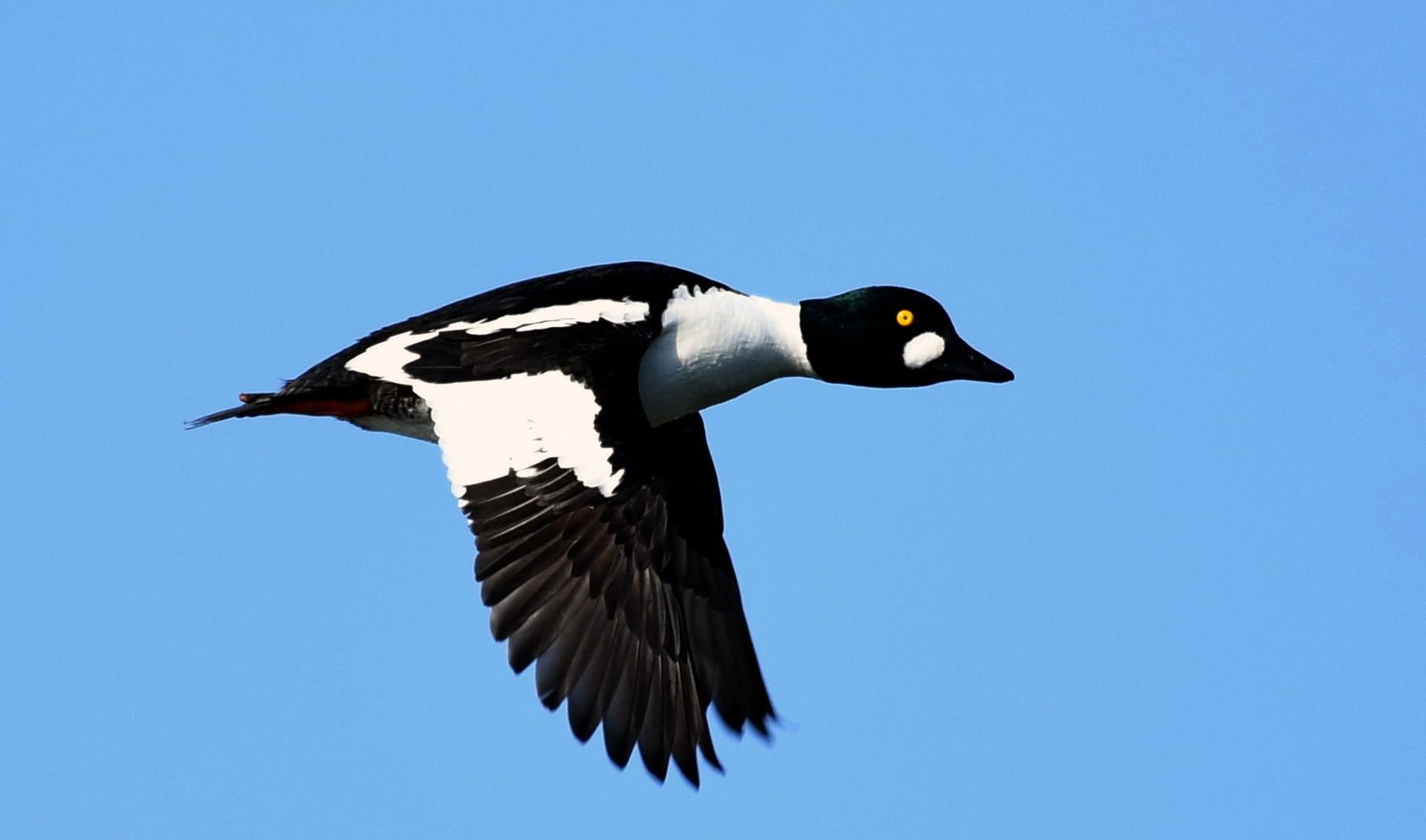 Common Goldeneye (Bucephala clangula)
