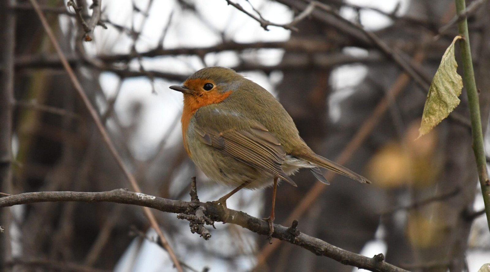 European Robin (Erithacus rublecula)