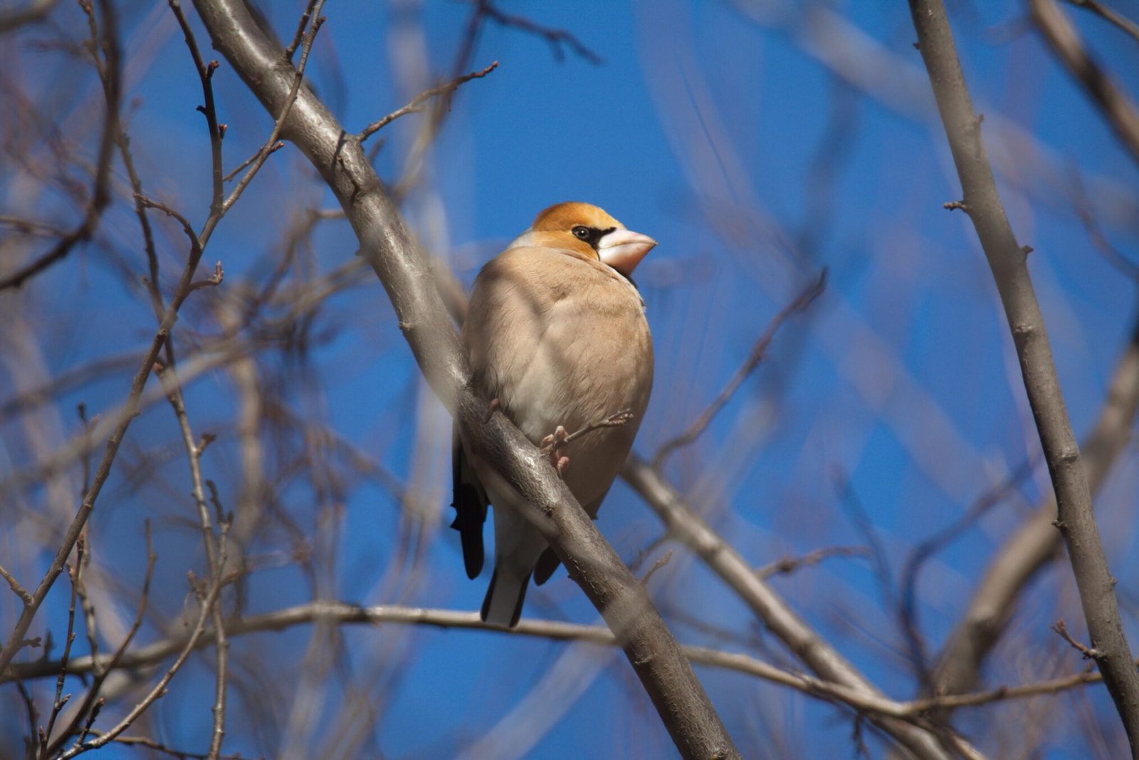 Hawfinch (Coccothraustes coccothraustes)