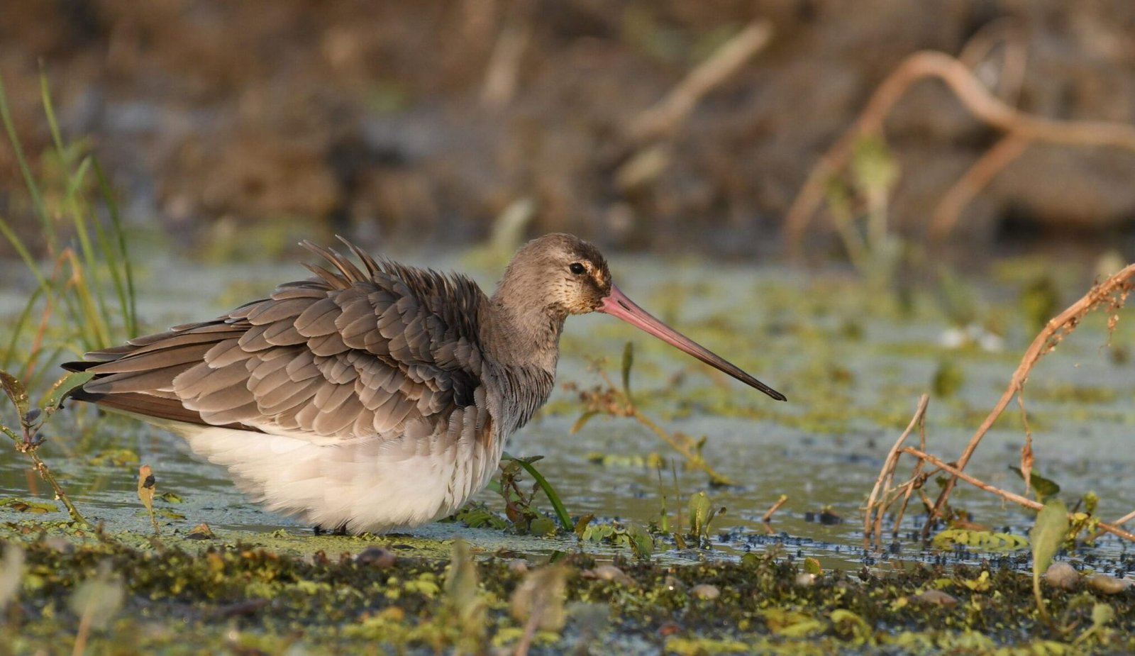 Black-tailed godwit (Limosa limosa)