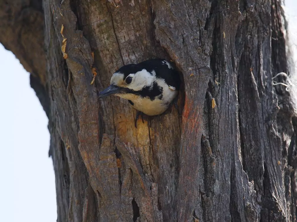 Dendrocopos syriacus