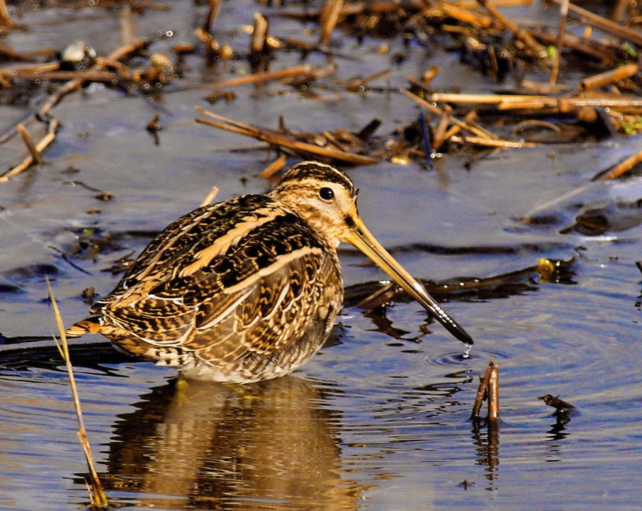 Gallinago gallinago