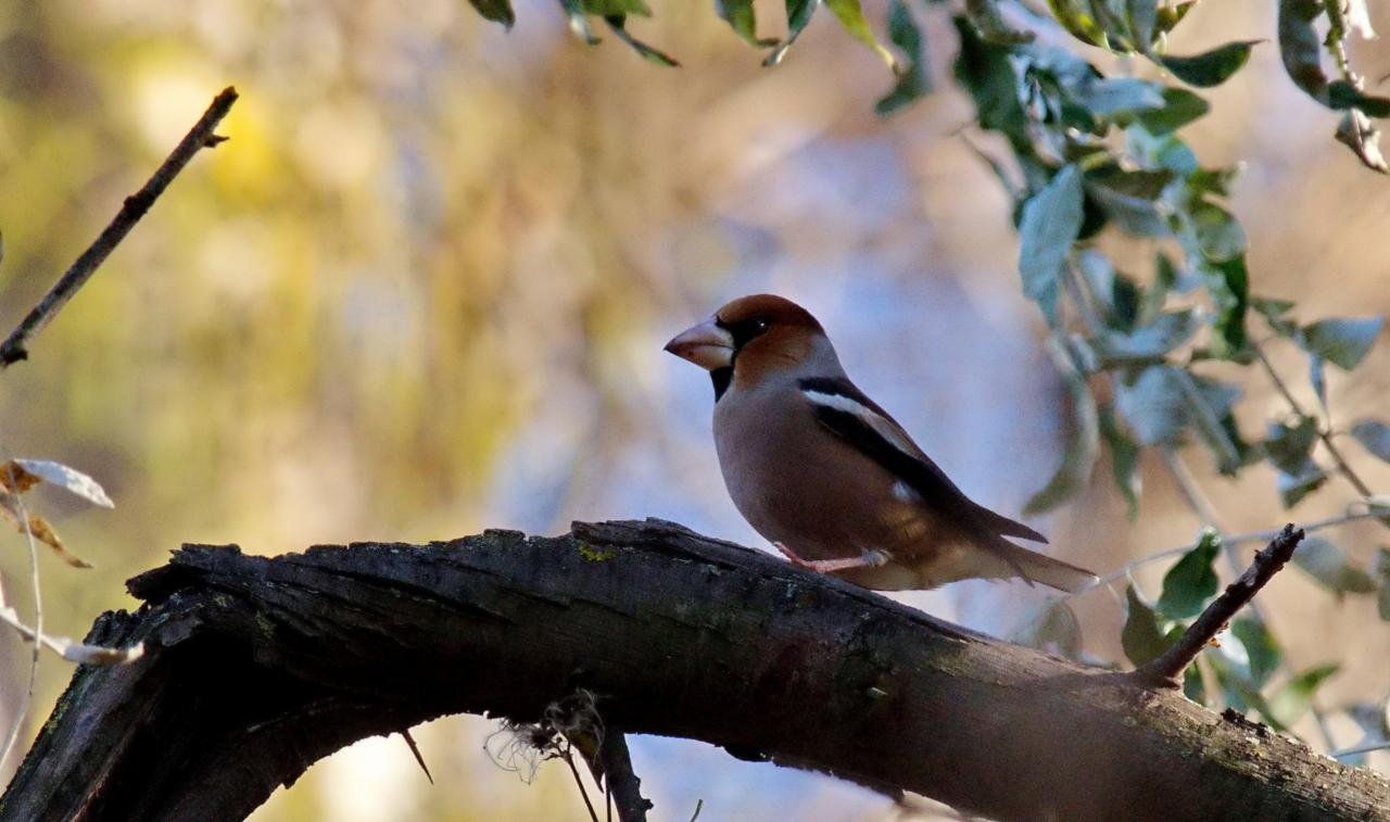 Coccothraustes coccothraustes