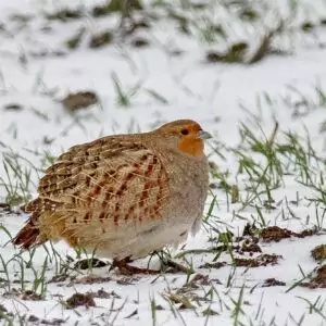Perdix perdix