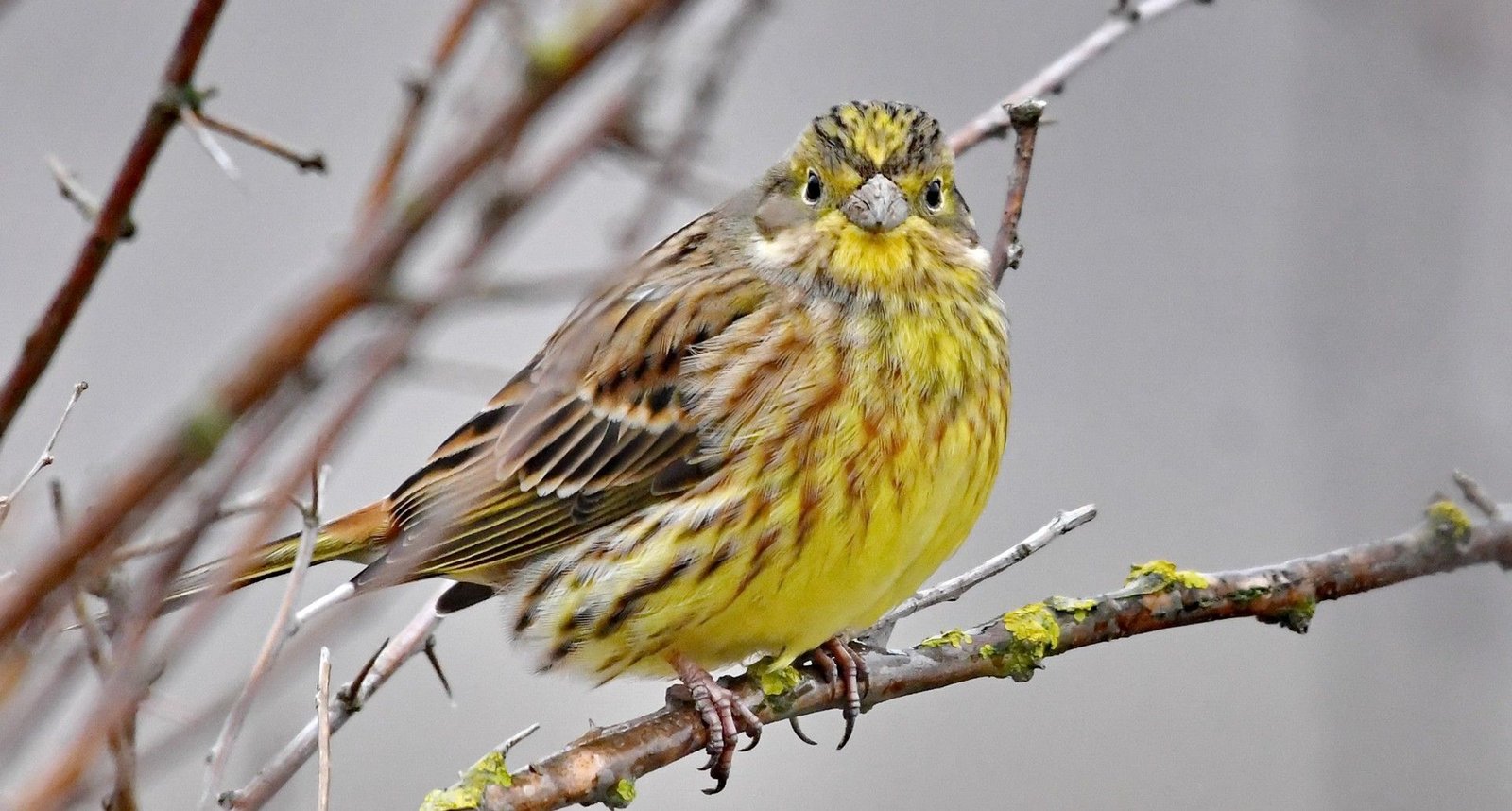 Emberiza citrinella