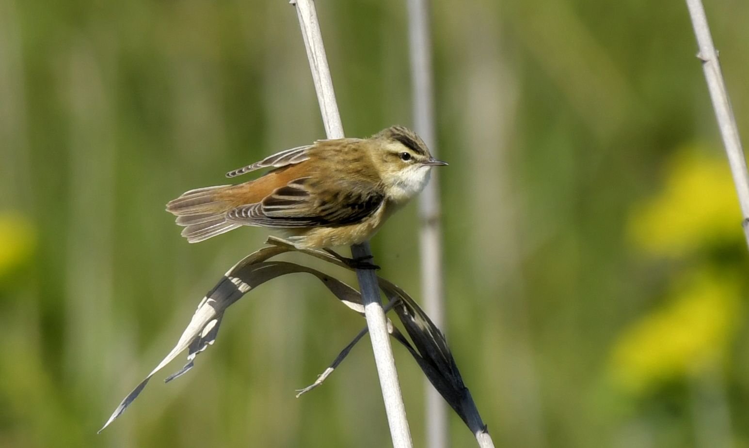 Sedge Warbler (Acrocephalus schoenobaenus)