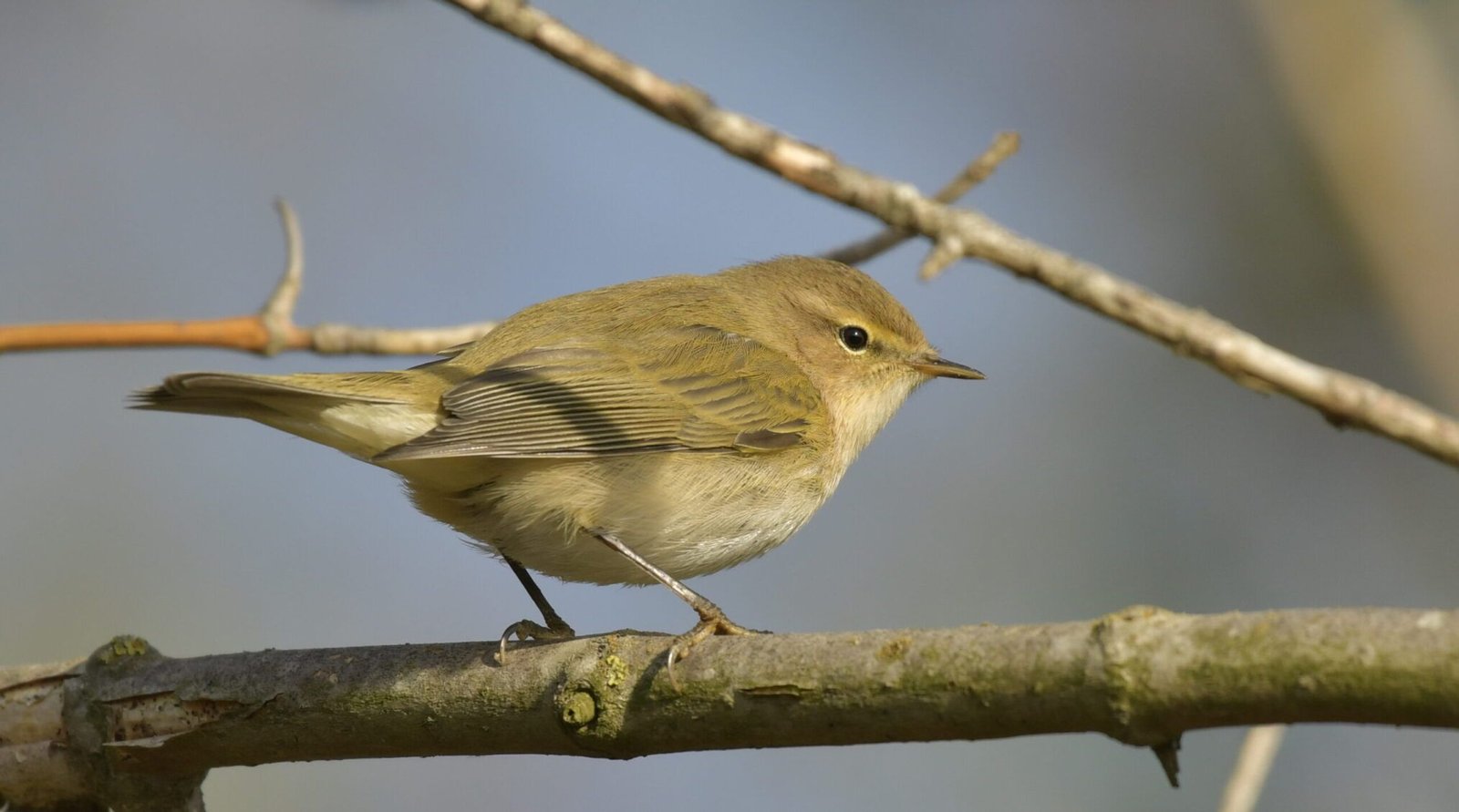 Common Chiffchaff (Phylloscopus collybyta)