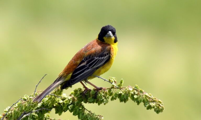 emberiza melanocephala