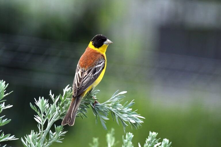 emberiza melanocephala