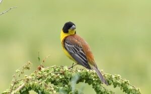 emberiza melanocephala