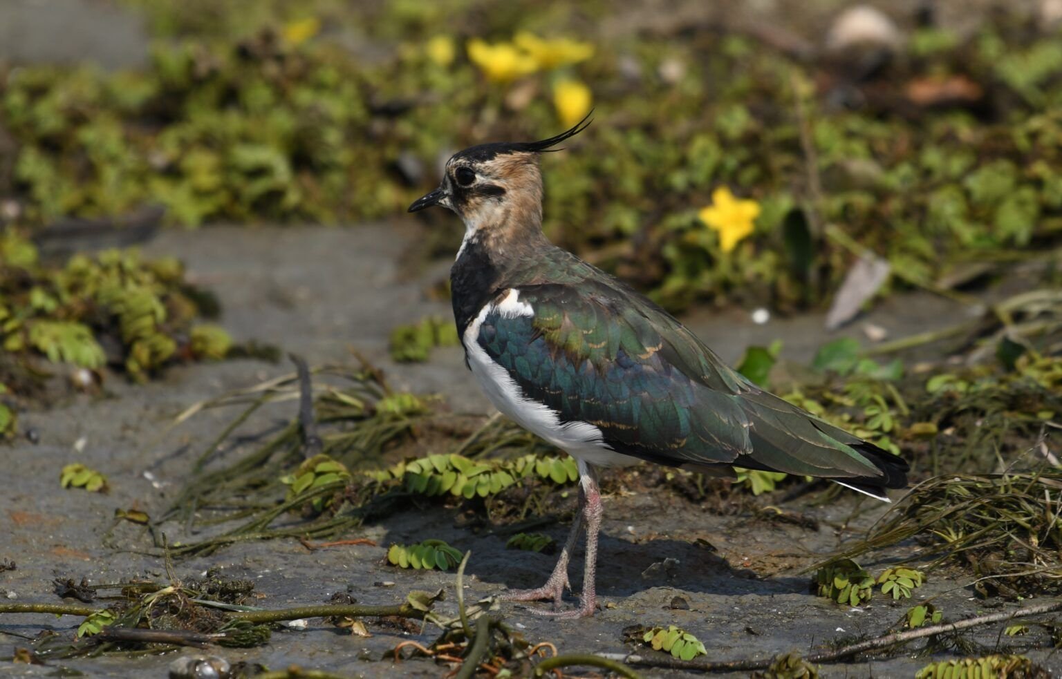 lapwing