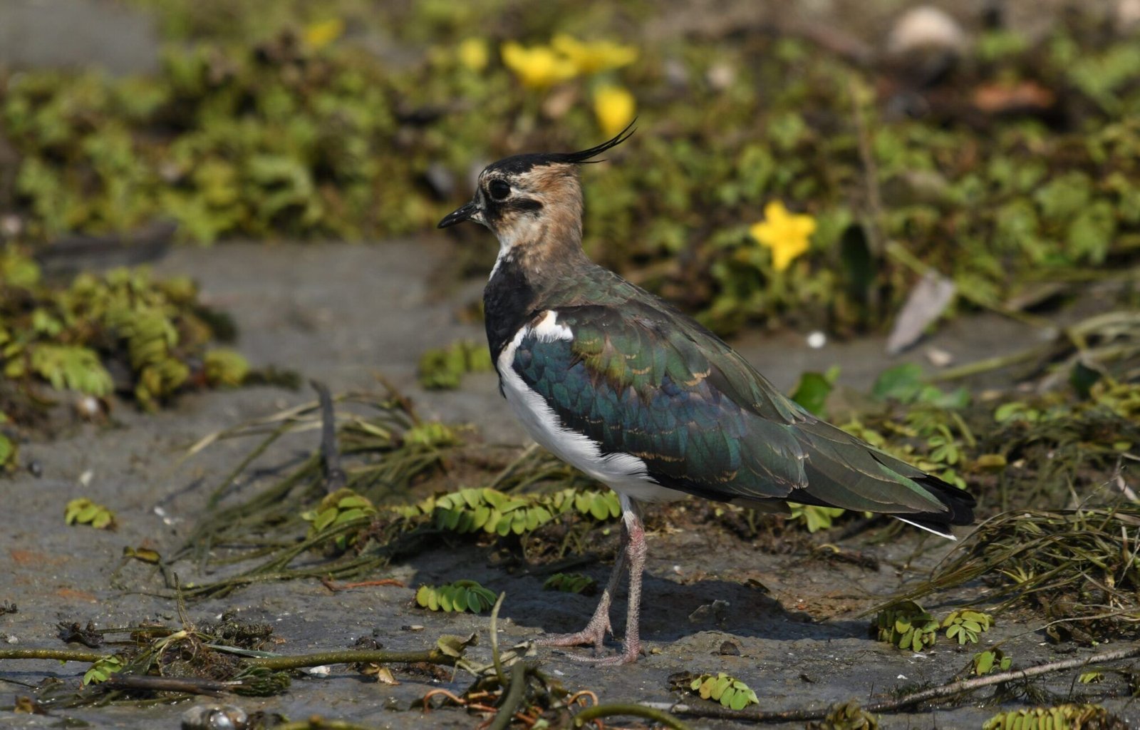 Northern Lapwing (Vanellus vanellus)