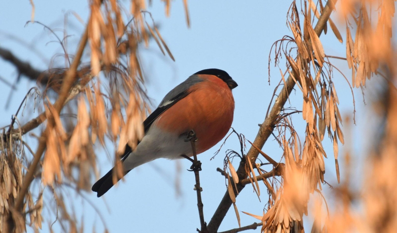 Eurasian Bullfinch (Pyrrhula pyrrhula)