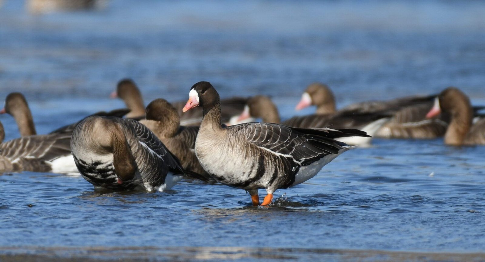 Greater White-fronted Goose (Anser albifrons)