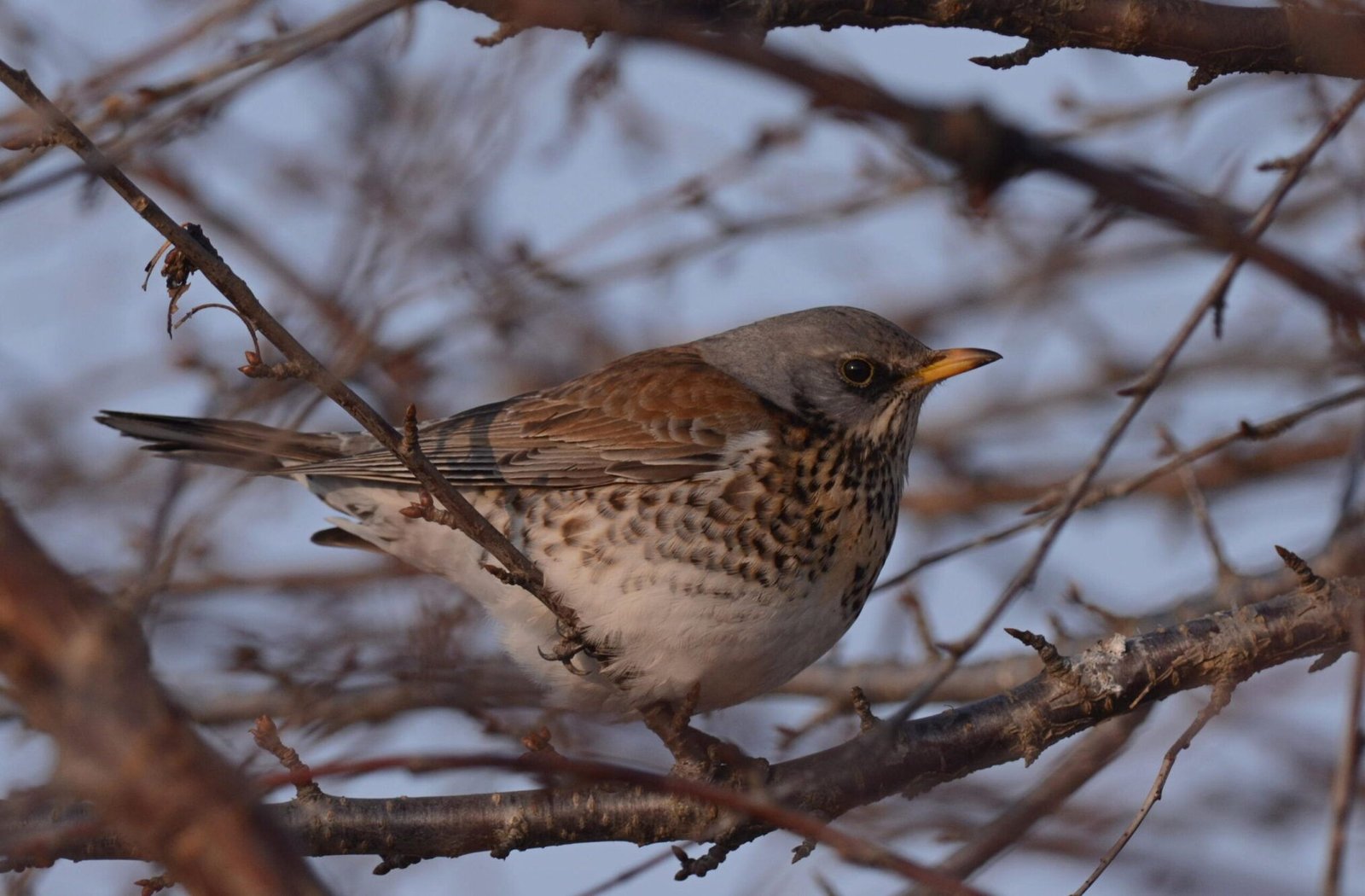 Fieldfare (Turdus pilaris)