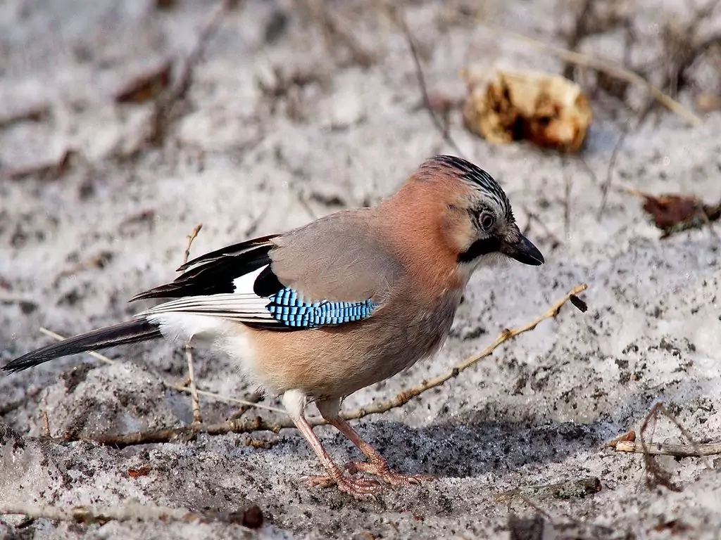 Garrulus glandarius
