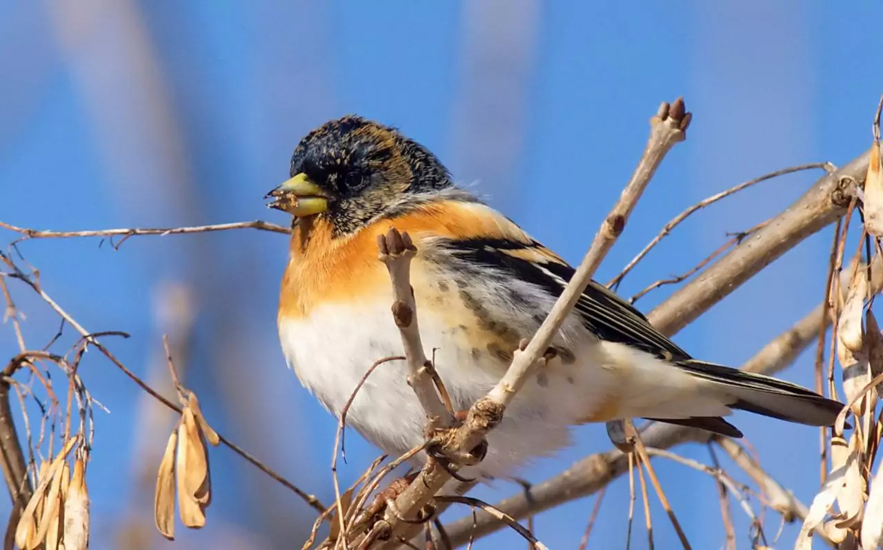 Fringilla montifringilla