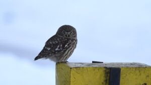 little owl