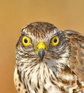 accipiter nisus