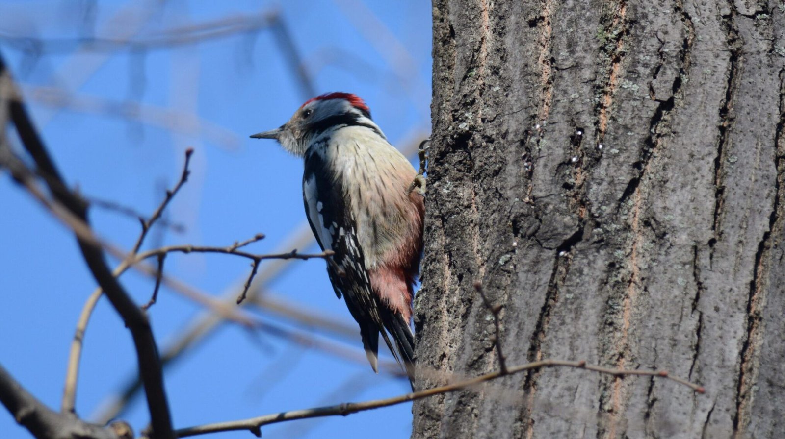 Middle Spotted Woodpecker (Dendrocopos medius)