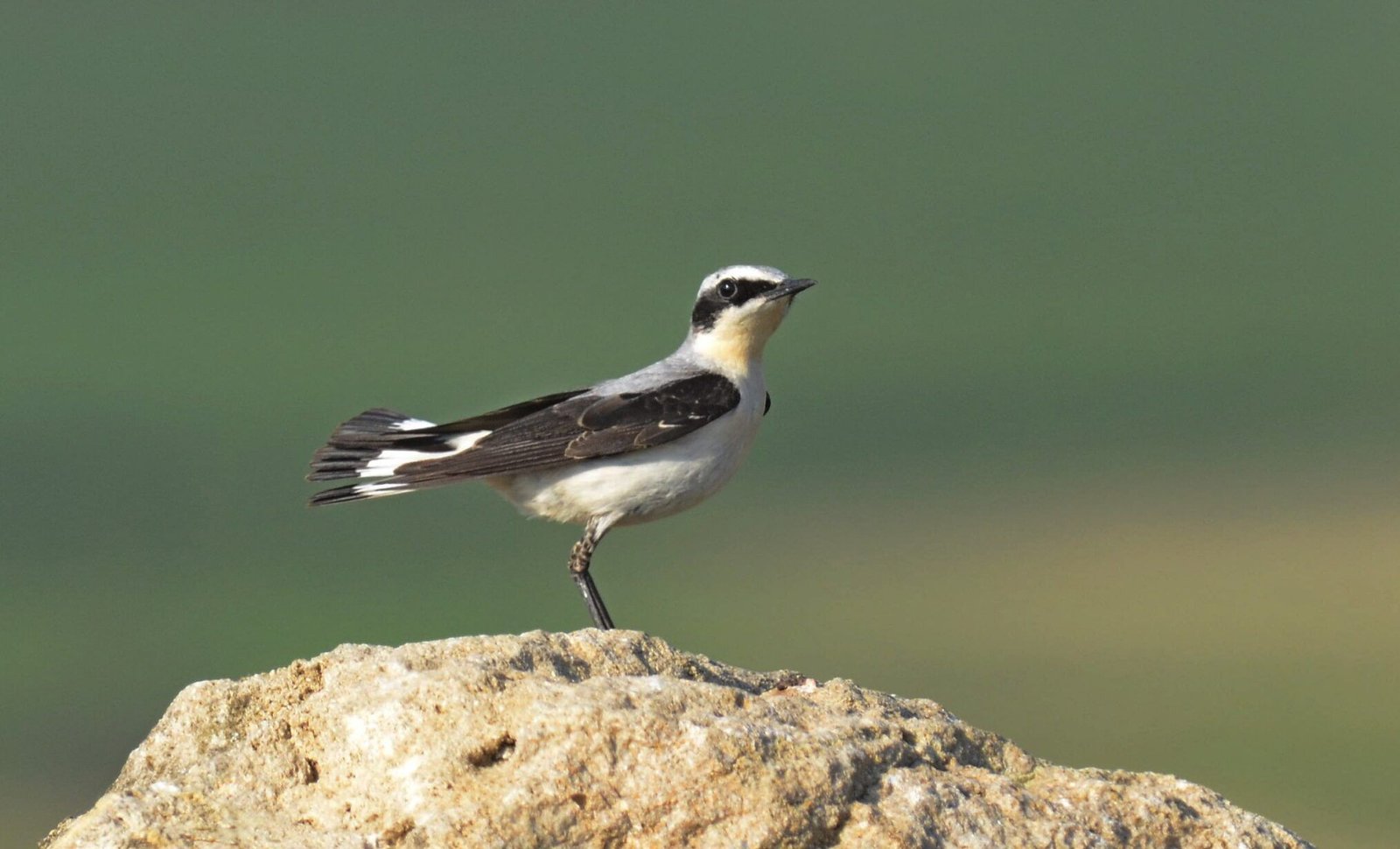 Northern Wheatear (Oenanthe oenanthe)