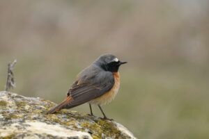 redstart